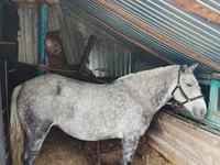 Madyan, Ukrainian Riding Horse — foto 1