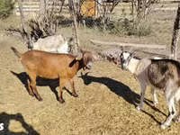 Koza, Boer goat — foto 3
