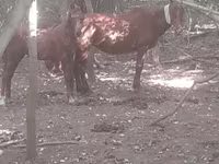 Madyan, Atlar — foto 3