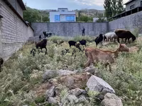 Goats (batch, sex not specified), Saanen goat — photo 5