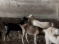 ماعز (دفعة، الجنس غير محدد), Nubian Goat — الصورة 4