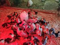 Ducks — photo 3