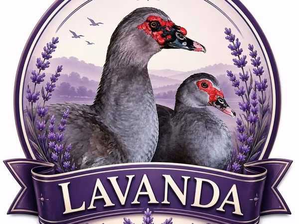 Ducks