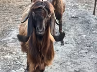 Goat, Damask goat — photo 1