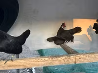 Chickens — foto 2