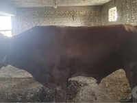 İribuynuzlu mal-qara (partiya, cinsi göstərilməyib), Red Estonian cattle — foto 2