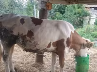 İnək, Simmental cattle — foto 1