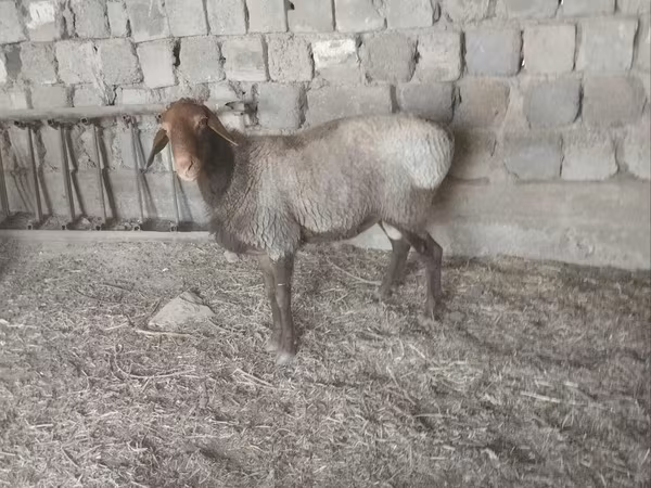 Sheep (batch, sex not specified), Hissar sheep