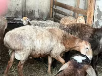 Qoç, Arashan sheep — foto 1