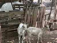 Dişi keçi, Saanen goat — foto 3