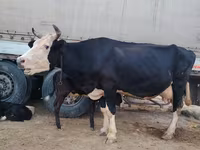 İnək, Russian Black pied cattle — foto 3