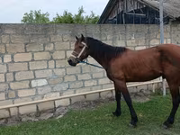 घोड़ा, Azerbaijan horse — फ़ोटो 2