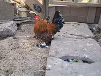 Bantam — foto 2