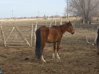 Klisna, Kazakh horse — foto 1