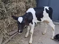 Bull, Holstein breed — photo 3