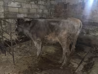 मवेशी (लॉट, लिंग निर्दिष्ट नहीं), मवेशी — फ़ोटो 2
