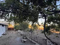 Chickens — Foto 7