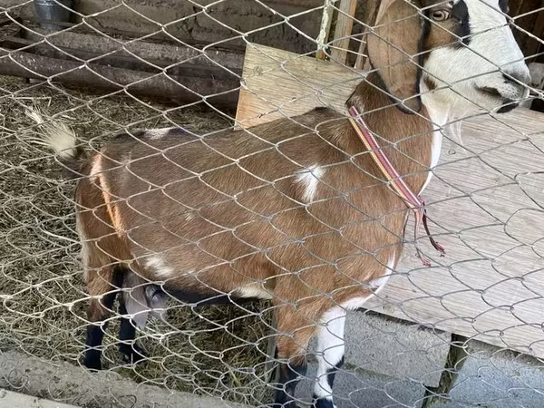 Goat, Goats