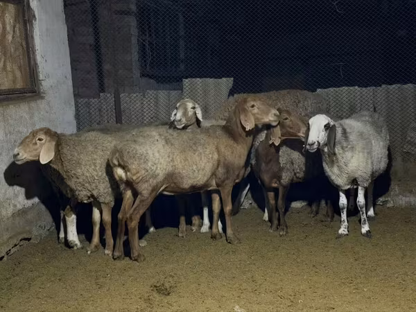 Qoʻy, Arashan sheep