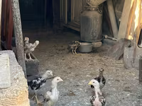 Chickens — photo 2