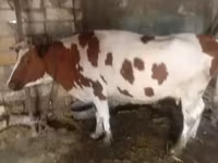 Cow, Simmental cattle — photo 3