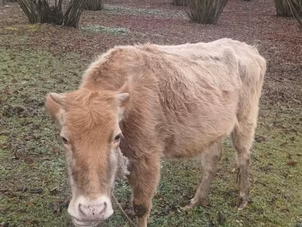 Bull, Cattle — Azerbaijan