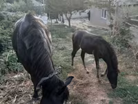 घोड़ी, घोड़े — फ़ोटो 2