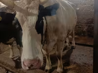 İnək, Simmental cattle — foto 1