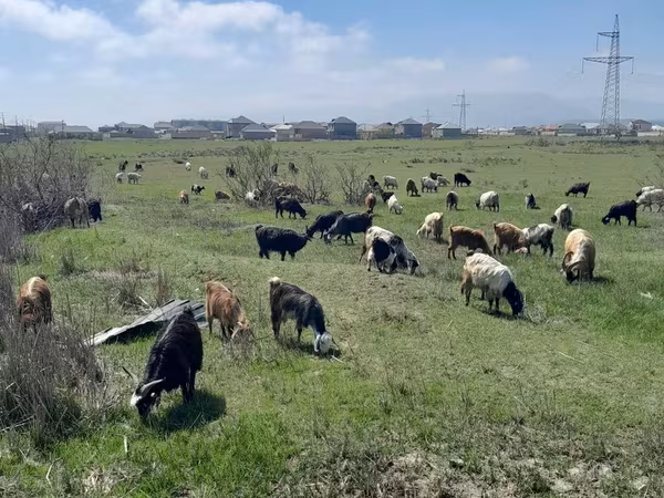 山羊（批次，未指定性别）, Goats — 阿塞拜疆