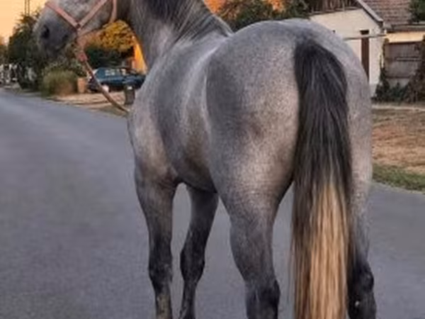 Klisna, Appaloosa