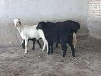 كبش, الأغنام — الصورة 2