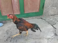 Chickens — photo 4