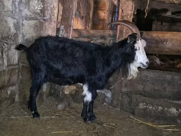 Dişi keçi, Kamori goats