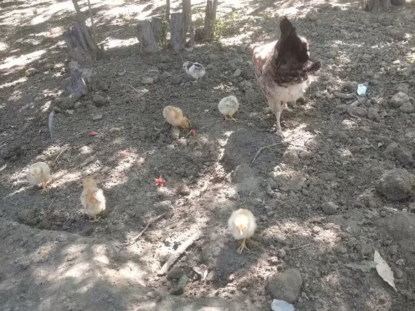 Chickens — Azerbaijan