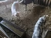 Prasata (šarže, pohlaví neuvedeno), Prasata — foto 3