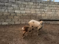 Sheep, Sheep — photo 8