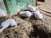 Chickens — الصورة 3