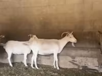 Dişi keçi, Pomellata goat — foto 1