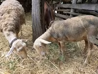 نعجة, Luzein sheep — الصورة 2
