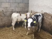 ثور, Simmental cattle — الصورة 3
