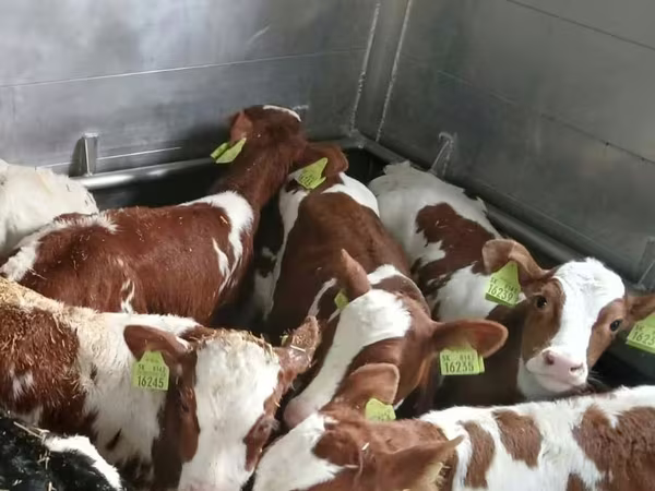 Бык, Корова лимузин