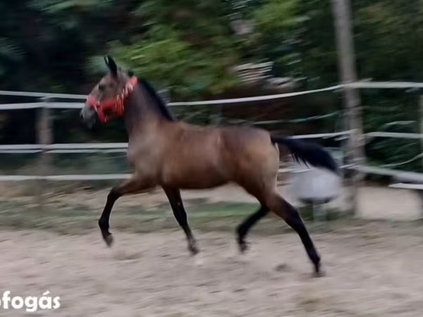 Klisna, Lipizzaner