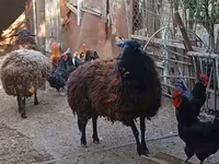 Qoyun, Karabakh sheep — foto 3