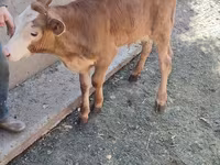Skot (série, pohlaví neuvedeno), Simmental cattle — foto 5