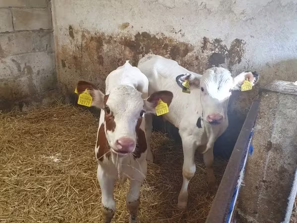 Býk, Simmental cattle