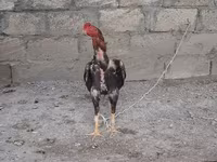 Chickens — foto 2