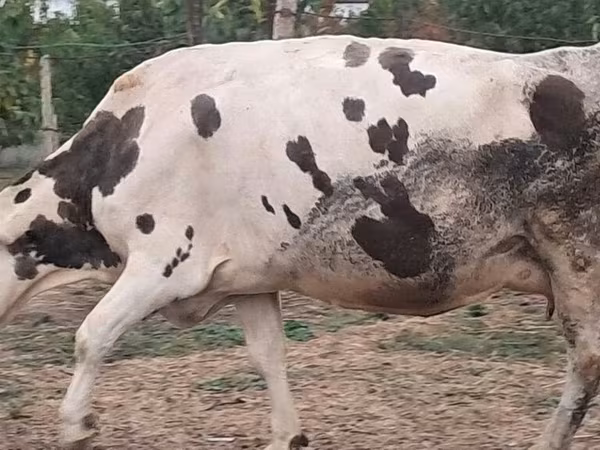 İnək, Russian Black pied cattle