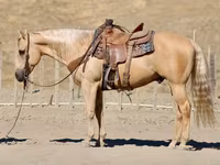 At, Quarter Horse — foto 5