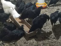 Chickens — photo 1