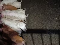 母猪, Pigs — 照片 1